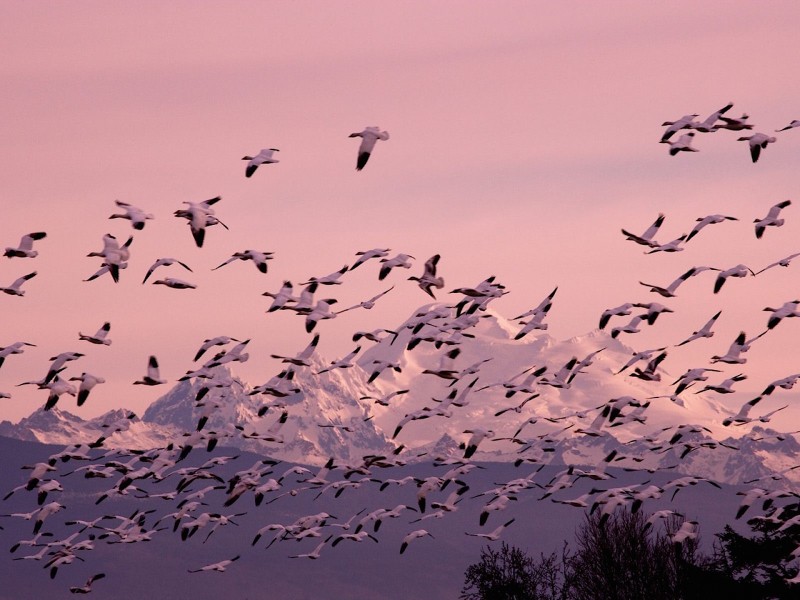 Snow Geese Wallpaper Shows A Flock Of Birds In Flight