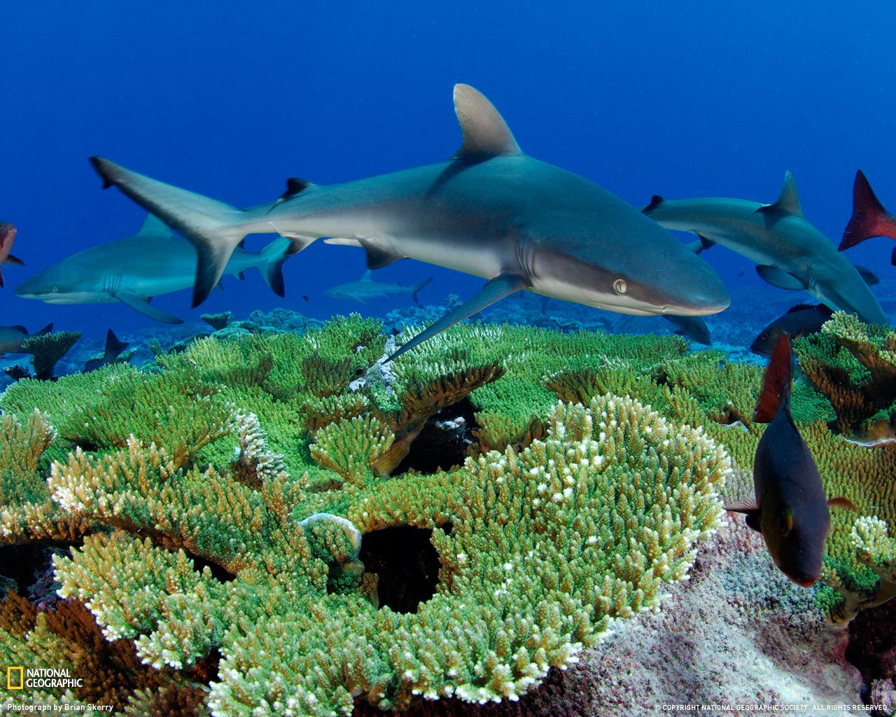 Gray Reef Shark Picture Kingman Wallpaper National Geographic