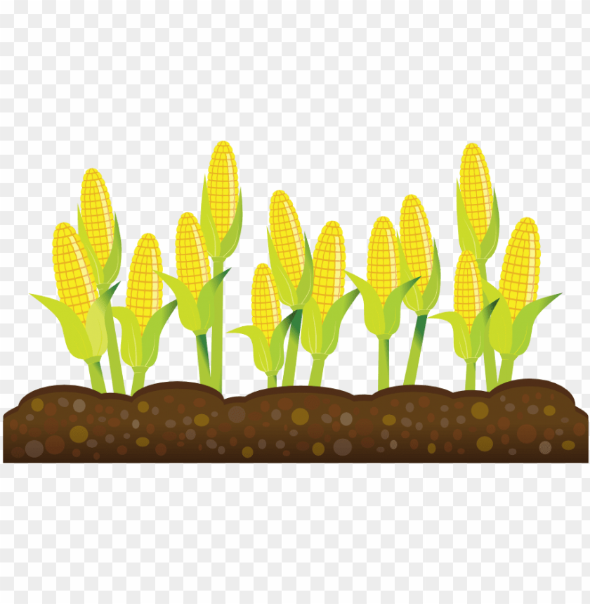 Corn Plant Clipart Crops Transparent Background Png