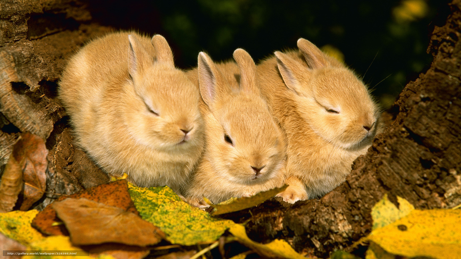 Wallpaper Rabbits Animals Foliage Autumn Desktop