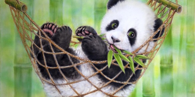 Panda HD Wallpaper Desktop Image
