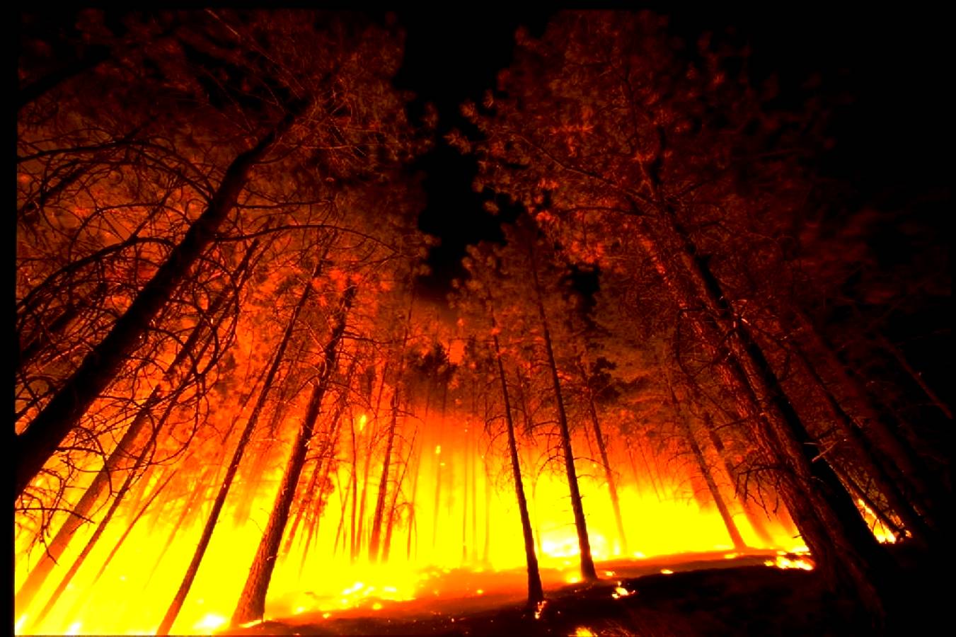 Forest Fire From Below Background Image Wallpaper Or Texture For