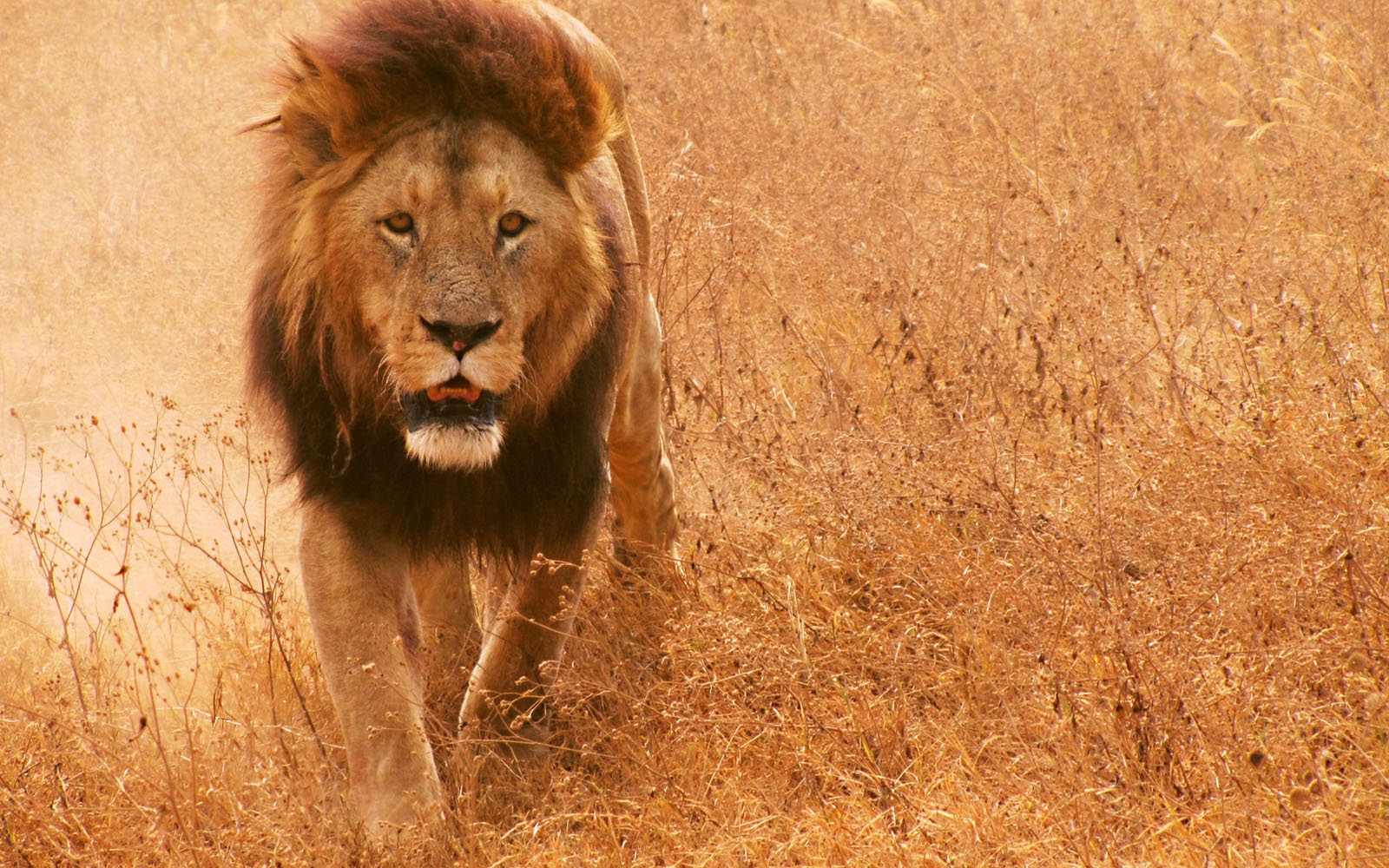 Wallpaper African Lion