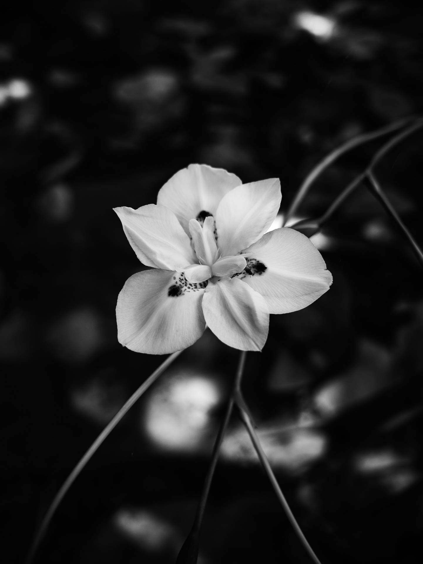 White Flower iPhone Wallpaper