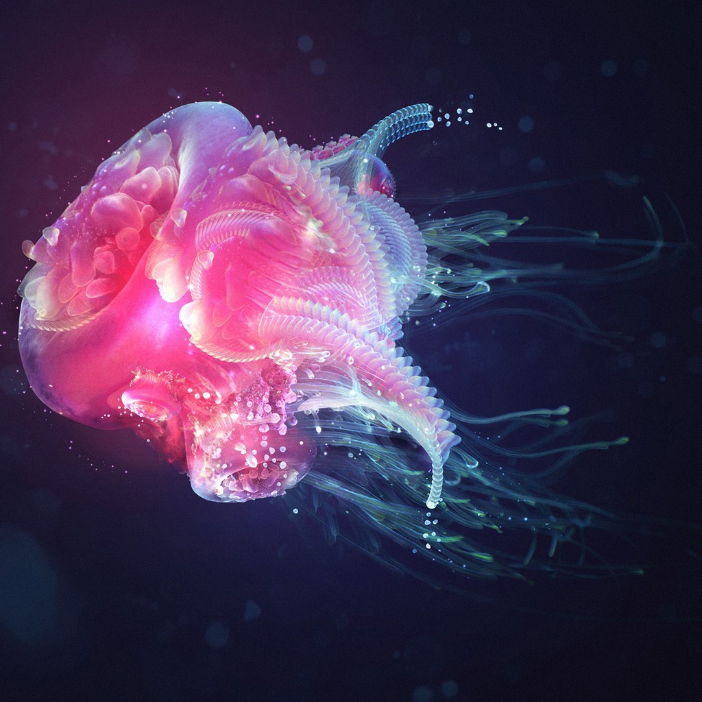 Colorful Jellyfish Tablets Wallpaper Pixel Nature HD