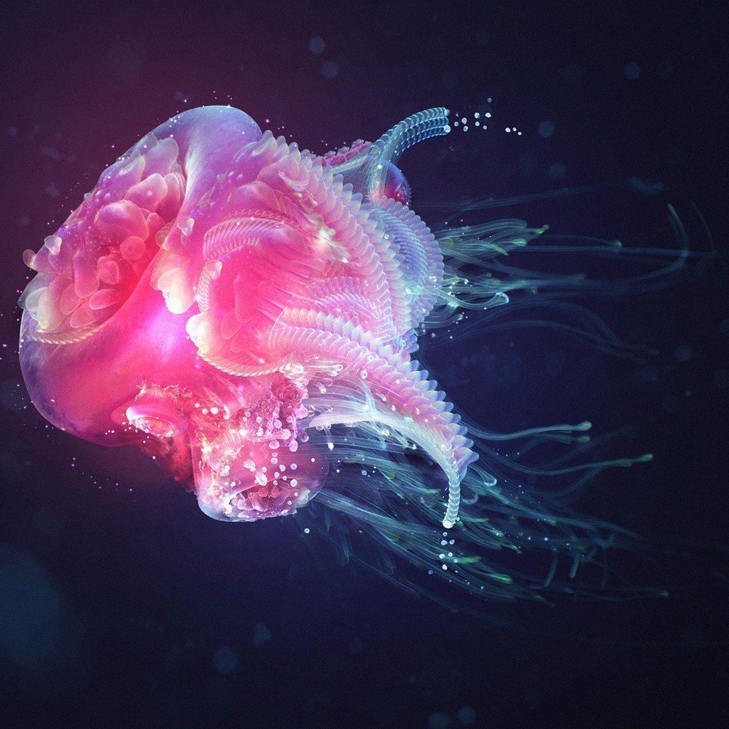 Colorful Jellyfish Tablets Wallpaper Pixel Nature Hd