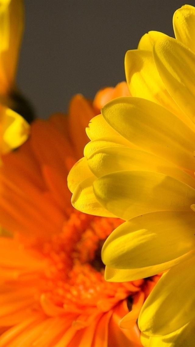 Yellow And Orange Flower iPhone Wallpaper S