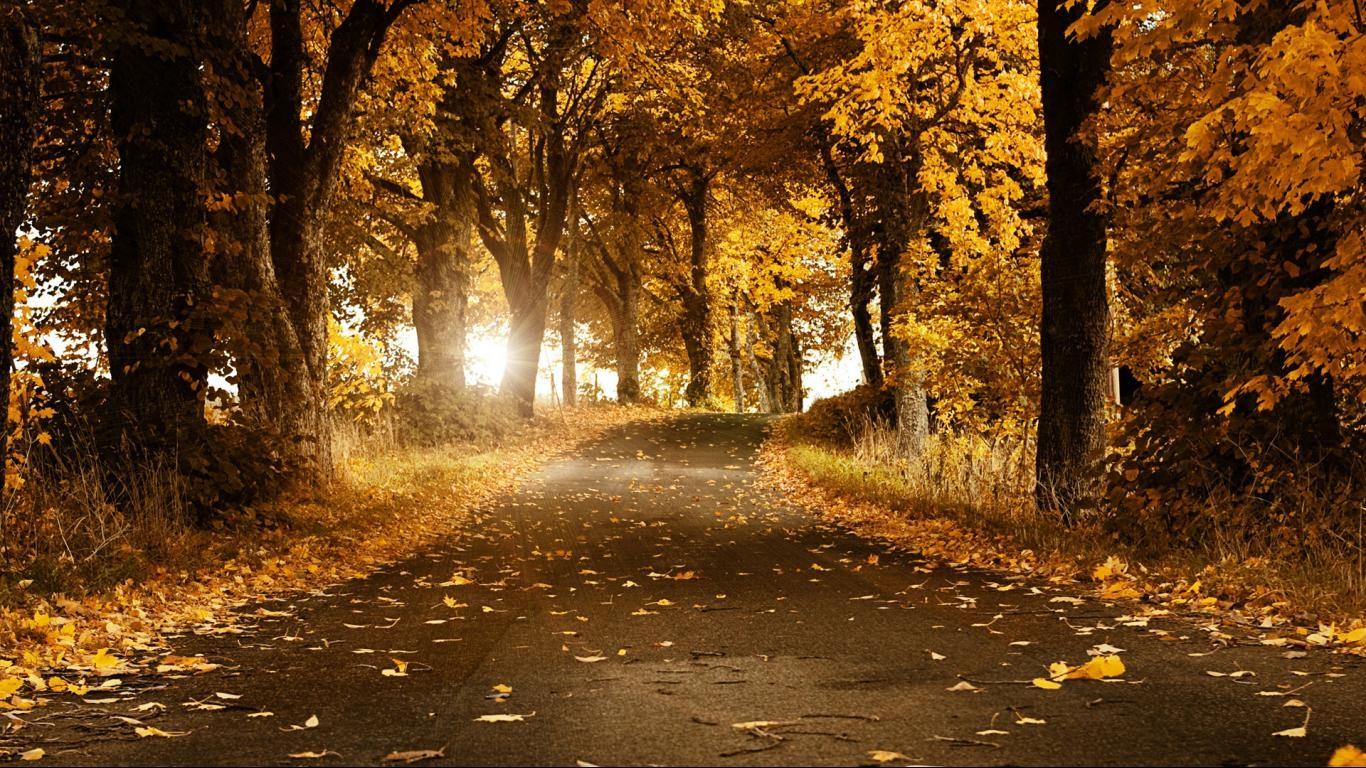 Autumn Background Wallpaper Yellow HD Cc
