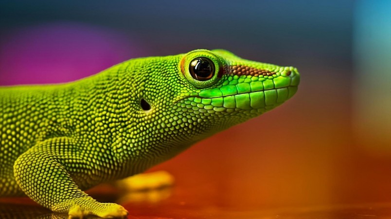 Green Lizard HD Wallpaper Wallpaperfx