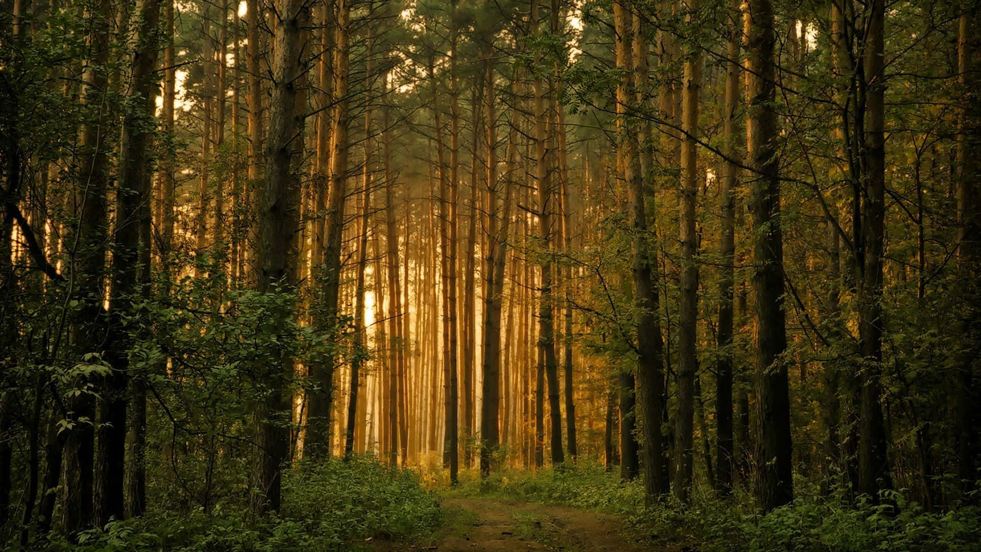 Green And Brown Wallpaper