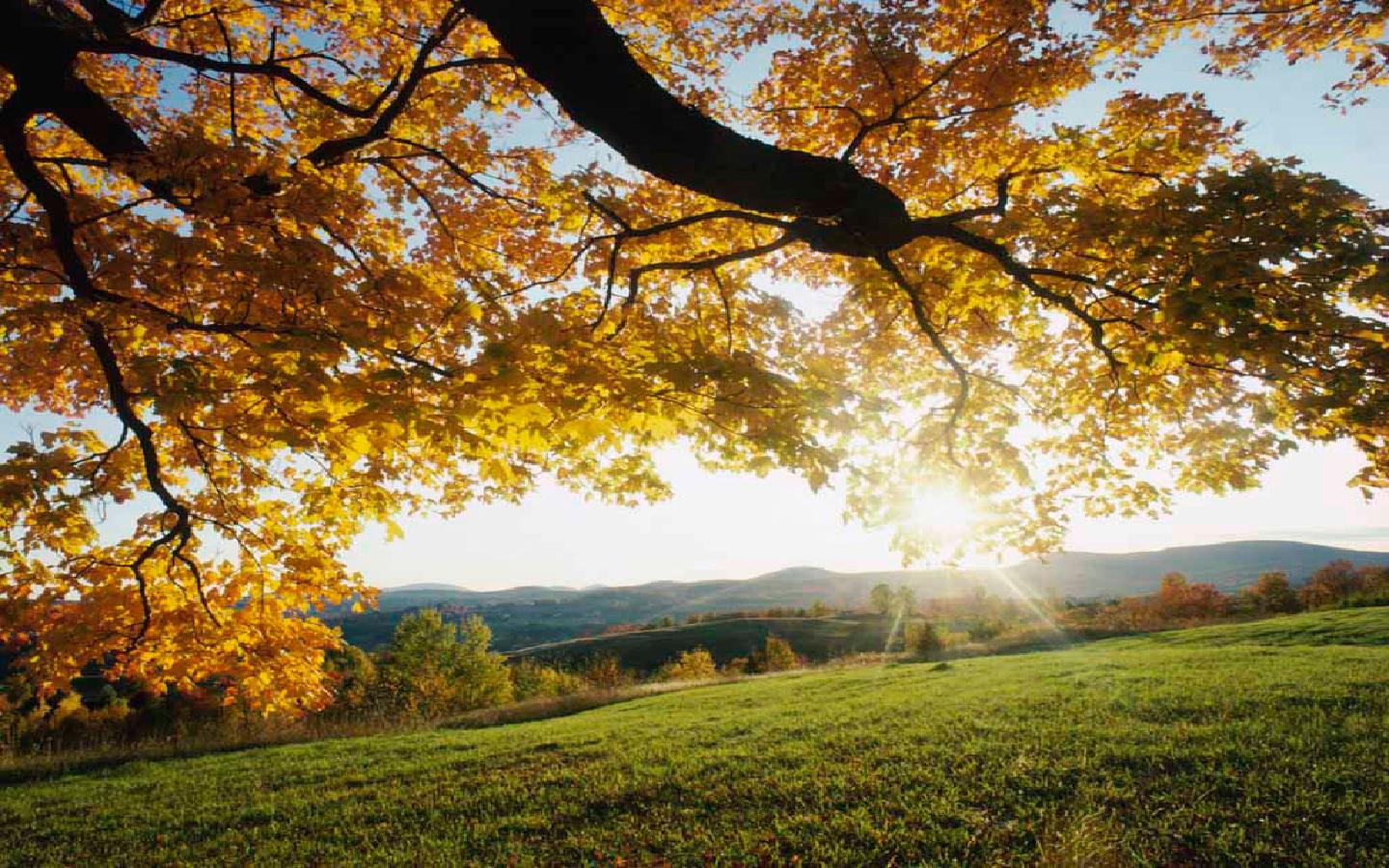 Autumn Leaves Nature Landscape Desktop HD Wallpaper IwallHD
