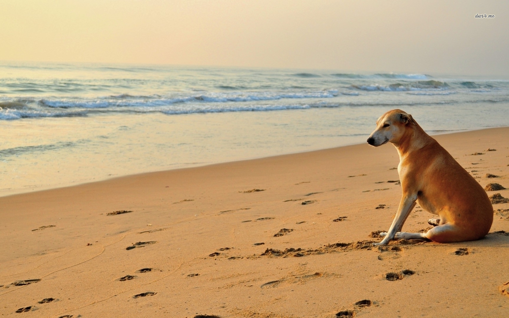 Dog On A Sandy Beach Wallpaper