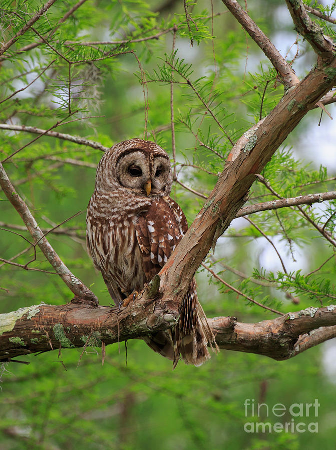 Hoot Owl Photograph