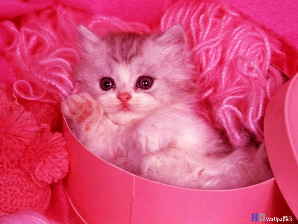 Cute Kittens Free Animal Wallpaper HD Wallpaper