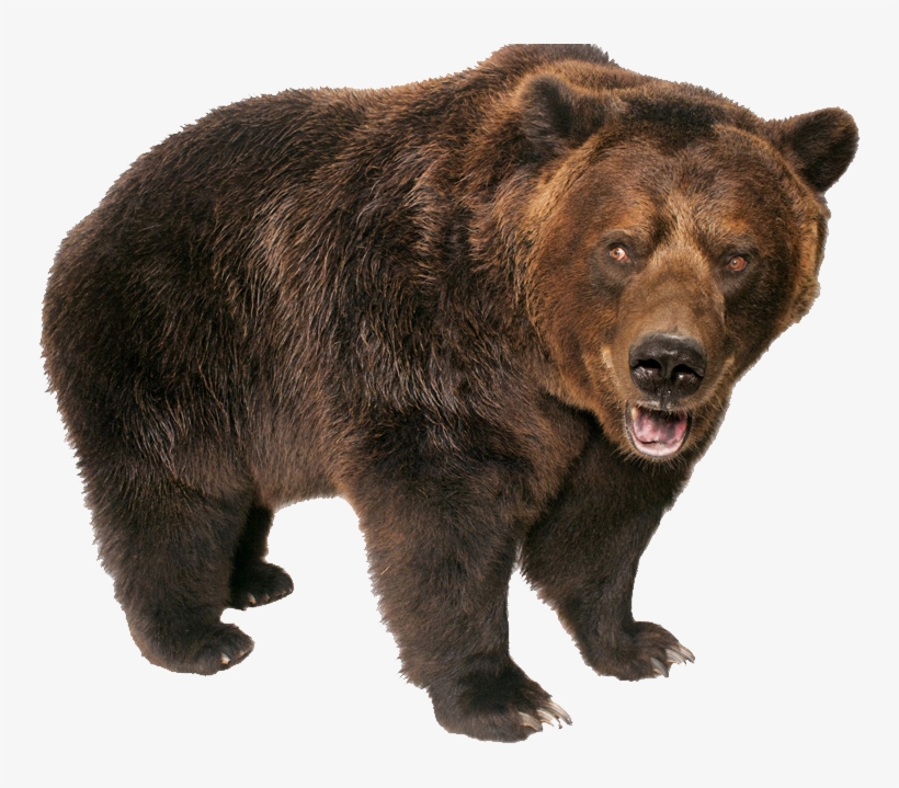 Grizzly Bear Standing Png Image Transparent