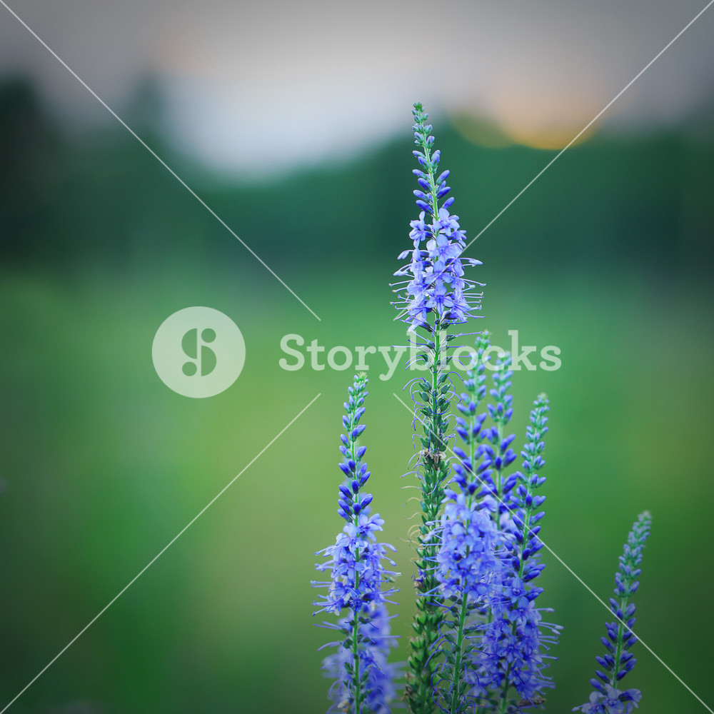 Bright Blue Flowers On Green Field Natural Background In Evening