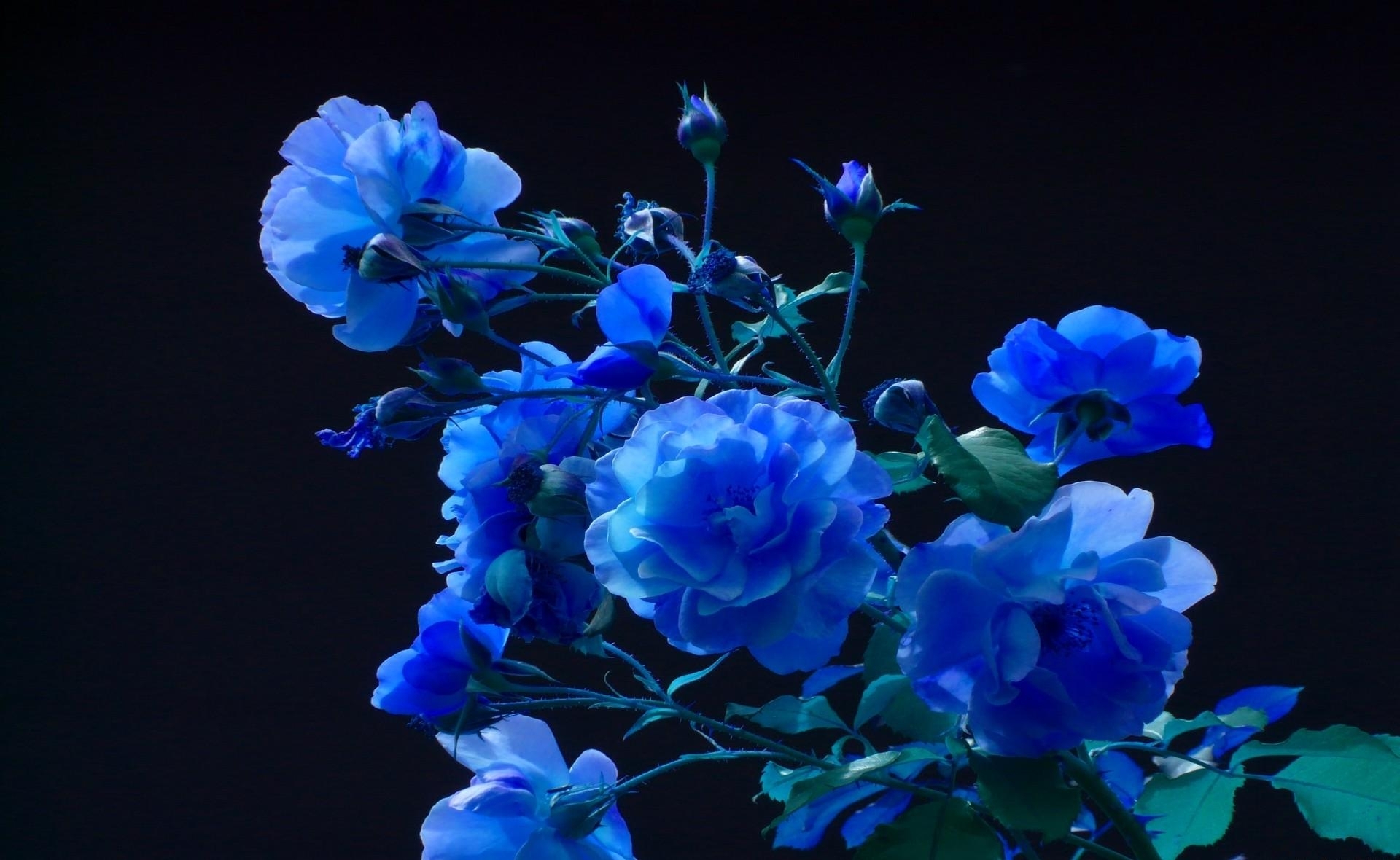 🔥 [47+] Dark Blue Roses Wallpaper | WallpaperSafari
