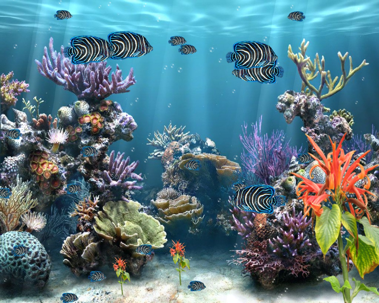 Water Aquariums Fish Coral Reef Deep Sea Life Tropical