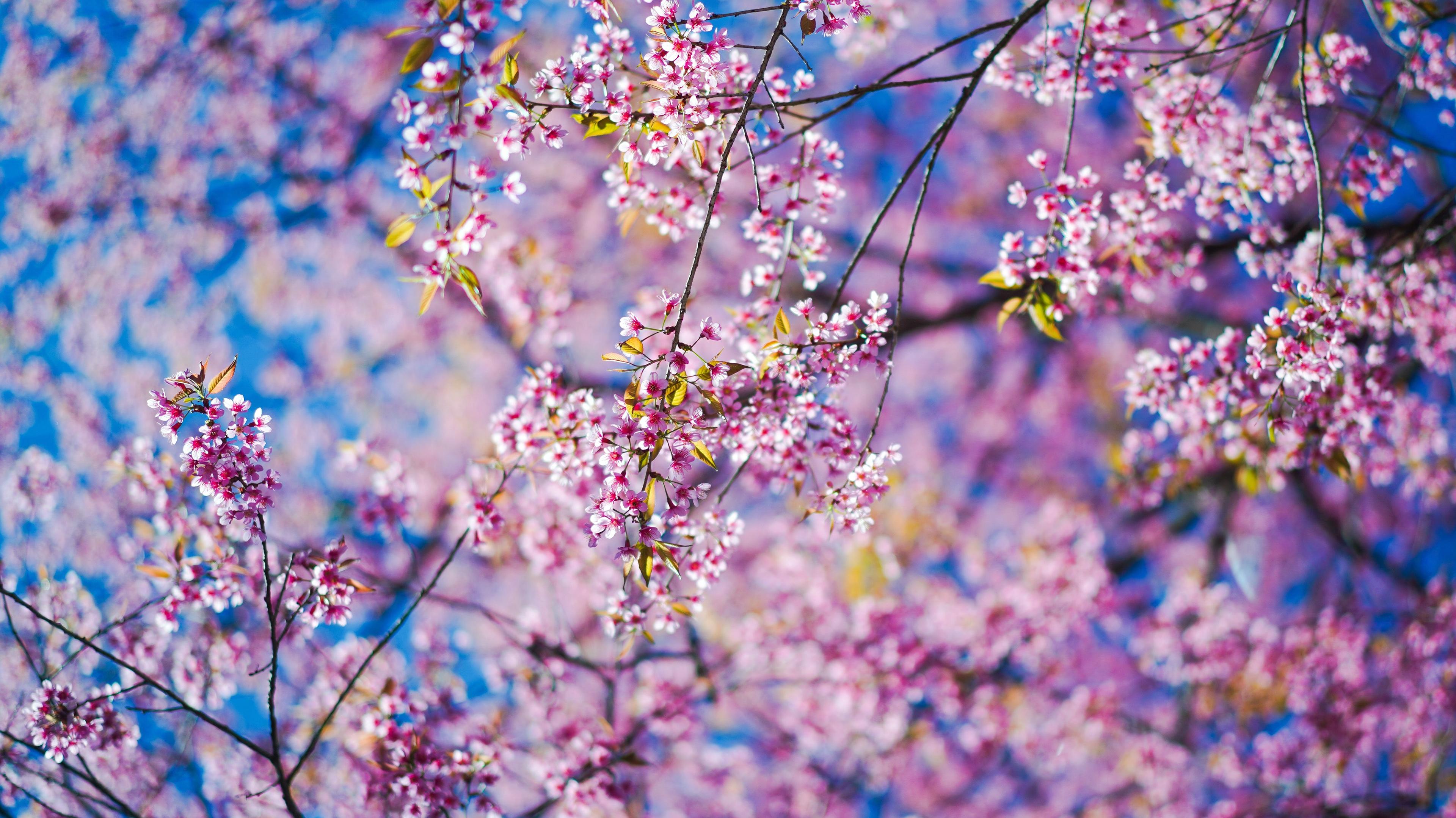 Nature Blossom 4k Ultra HD Wallpaper
