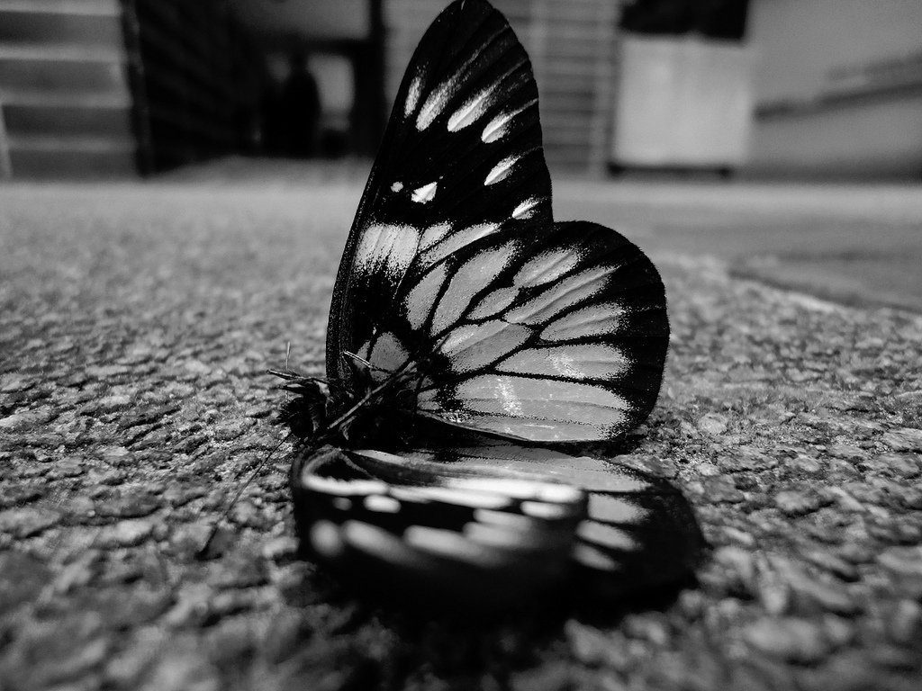 Butterfly Wallpaper Black And White