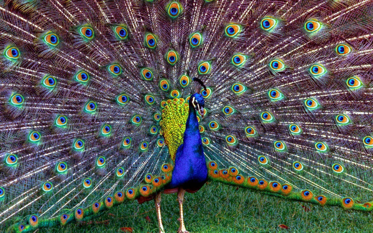 Peacock Wallpaper Animal