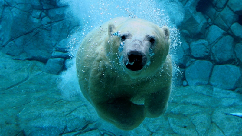 Polar Bears Wallpaper Animals HD Desktop