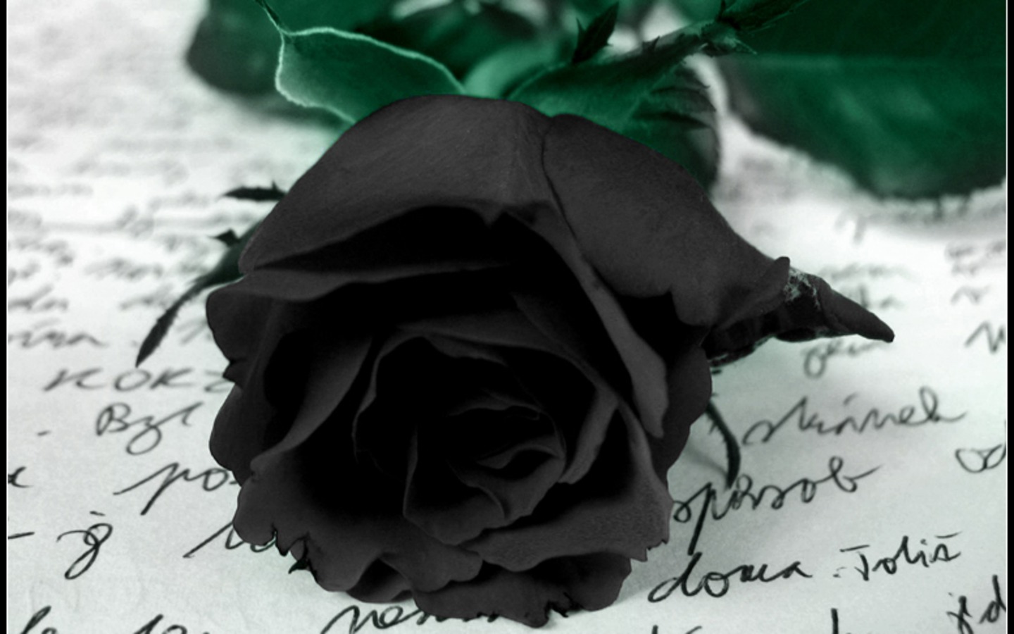 Colourful Wallpaper Black Rose