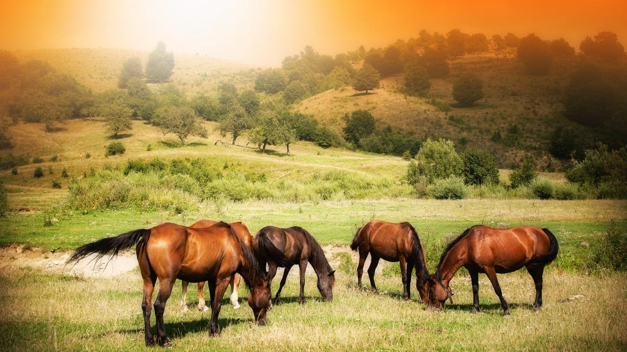Best Horses Live Wallpaper HD Screenshot