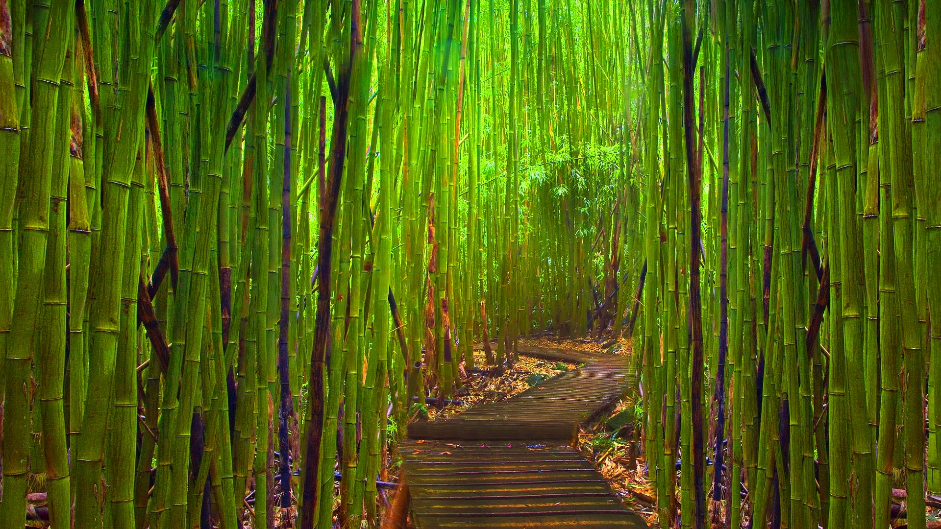 Green Bamboo Forest HD Desktop Background Wallpaper
