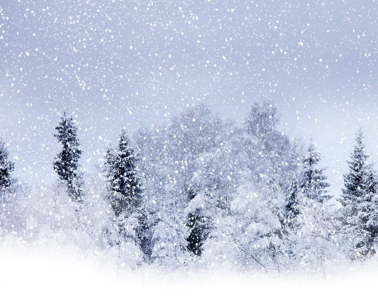Snow-covered trees in a winter wonderland during a snowfall