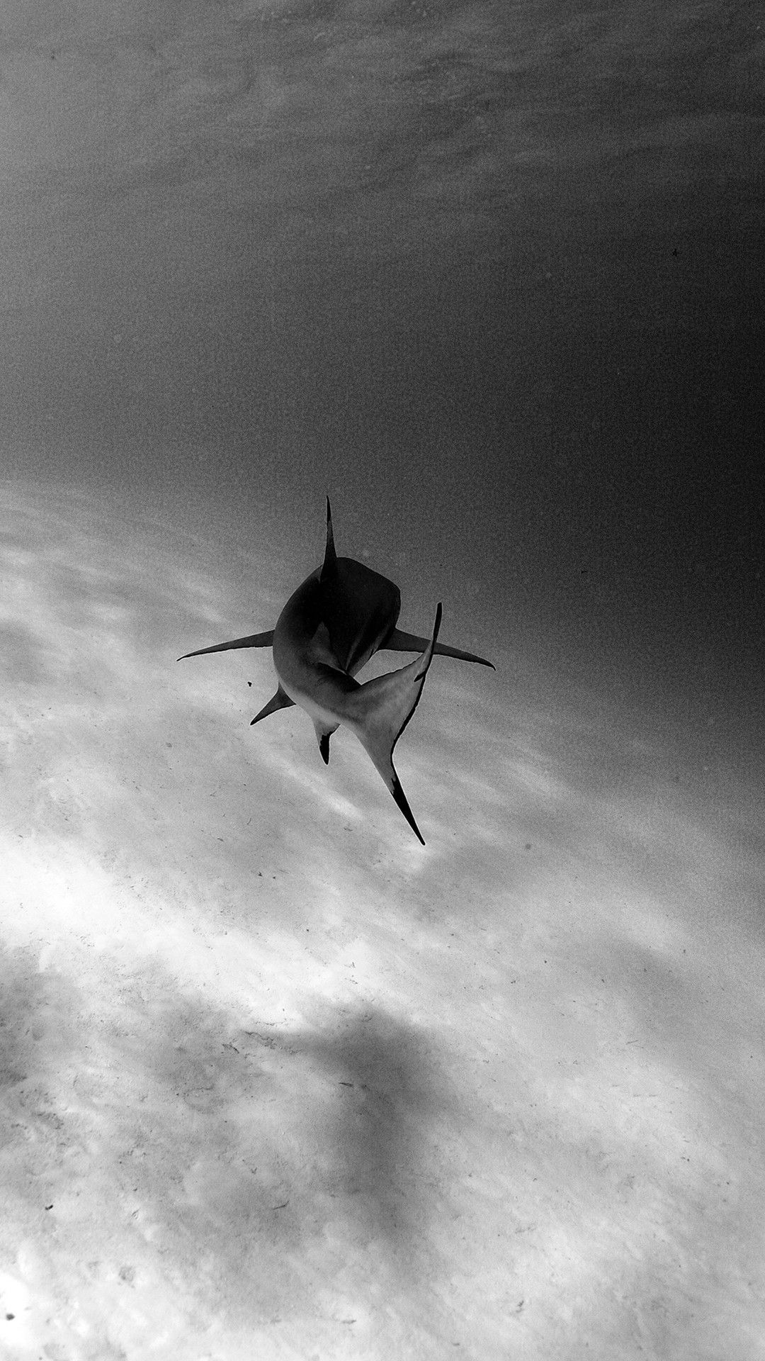 Shark Animal Wallpaper For iPhone