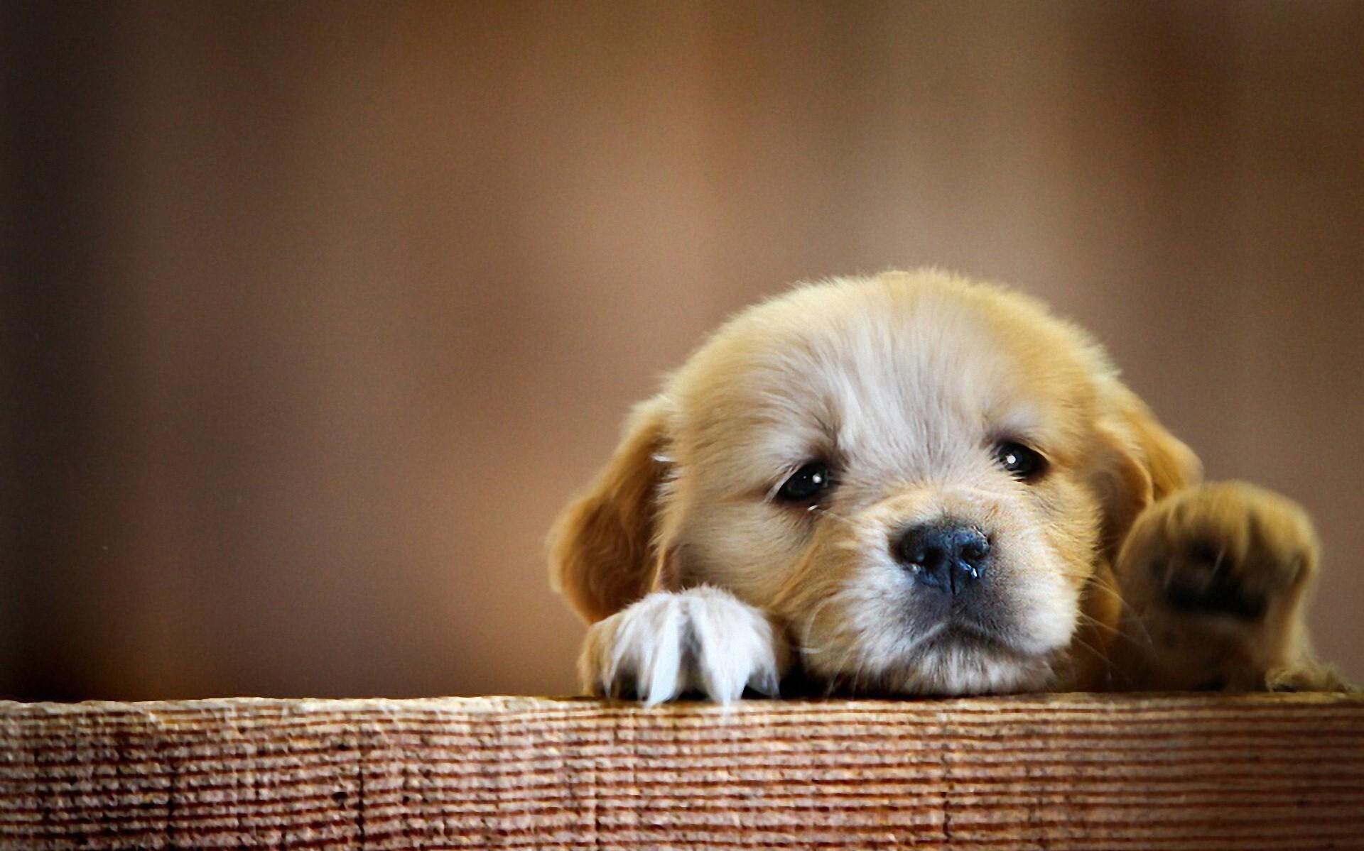 Cute Dog Wallpaper Collection HD