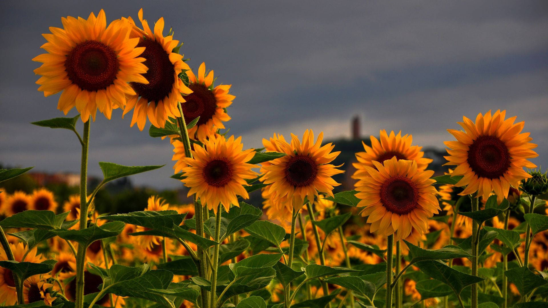 Beautiful Sunflower Field 0pw75trf5HD4qkn3 Wallpaper