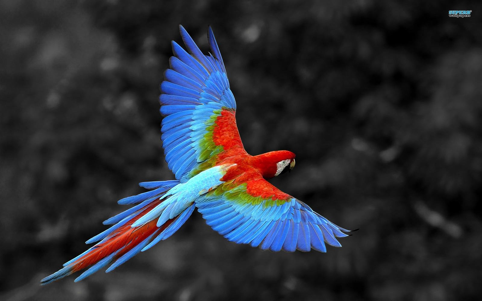 Wallpaper Background Flying Parrot Definition