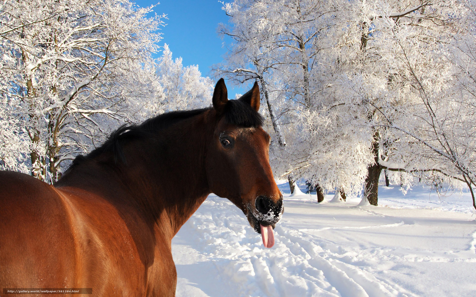 Wallpaper Horse Language Winter Snow Desktop