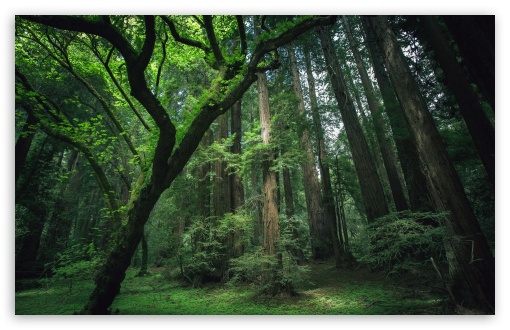 Beautiful Forest HD Wallpaper For Standard Fullscreen Uxga Xga