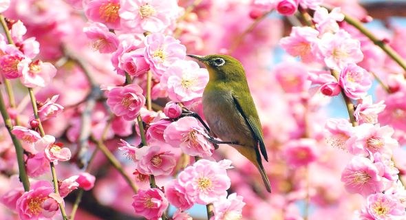 Birds And Blooms Image Of Pics