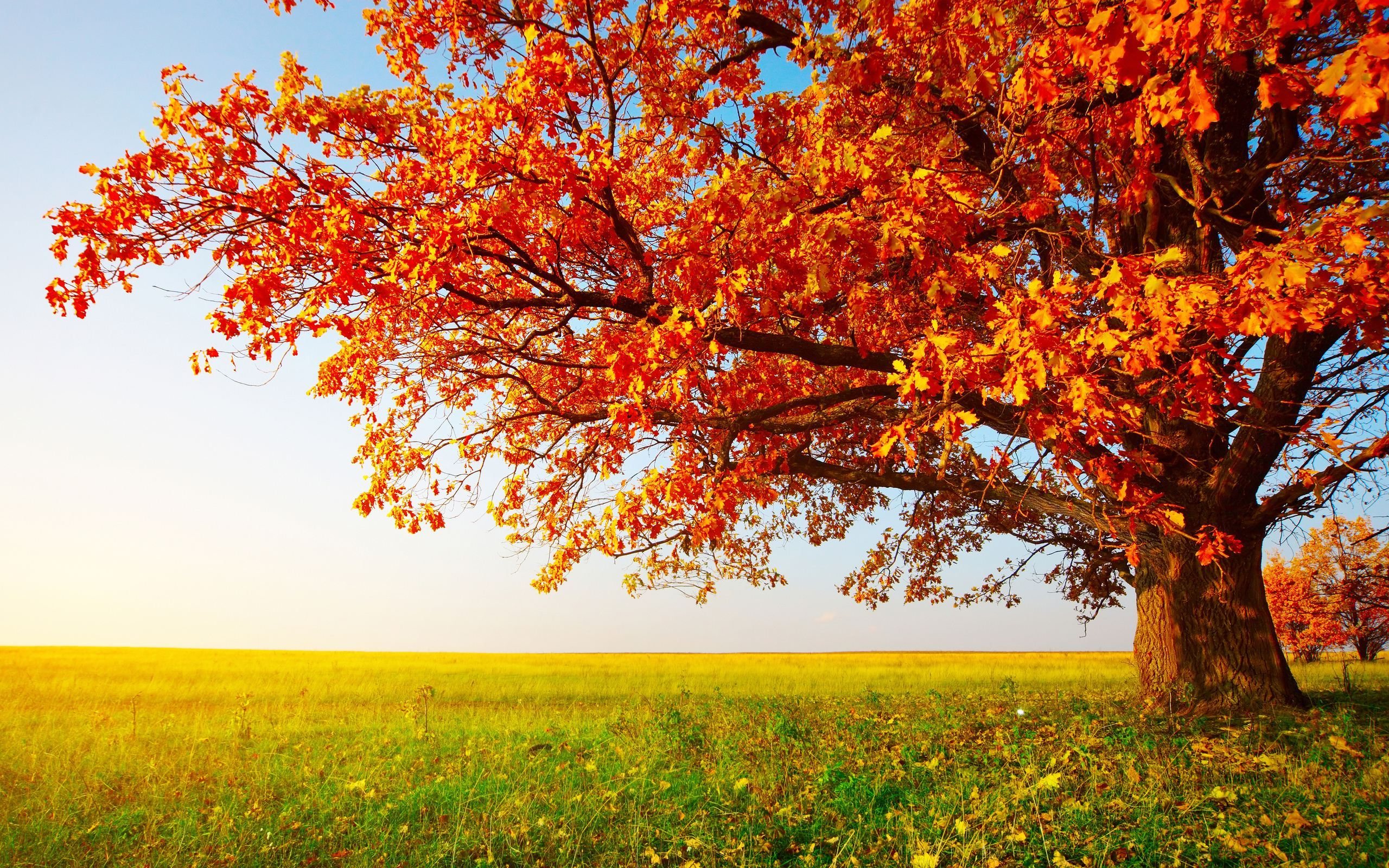November Wallpaper HD