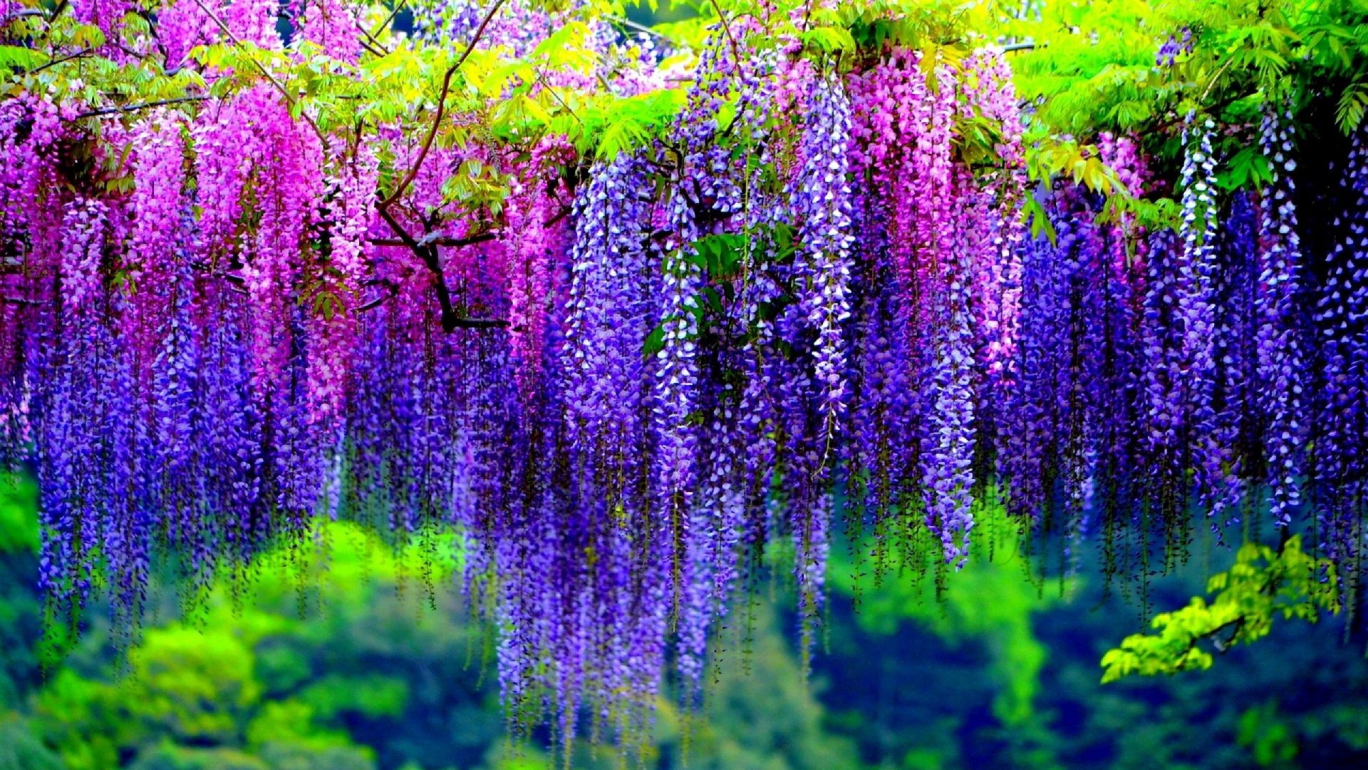 Wisteria Tree With Pink And Purple Flowers Wallpaper HD