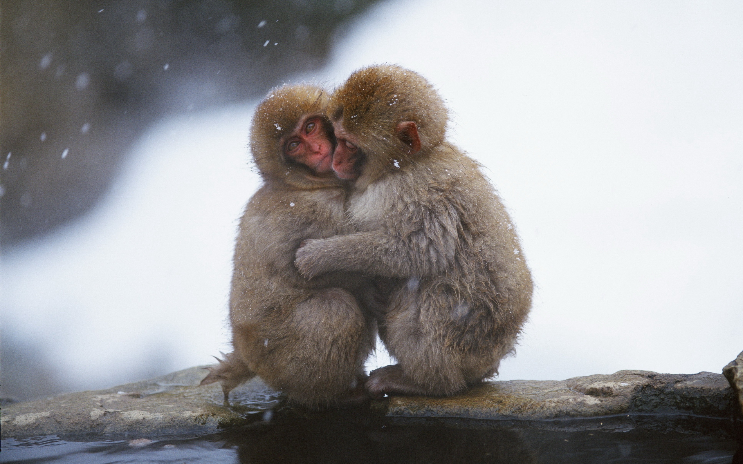 Japanese Macaque HD Wallpaper Background Image Id