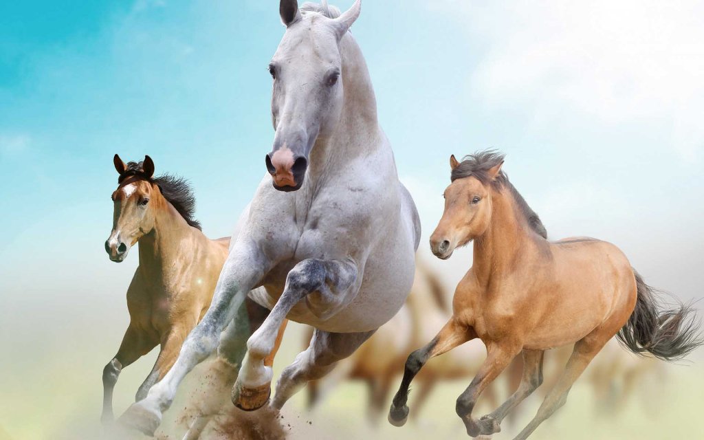 Horse Racing Is A Popular Sport In Wallpaper
