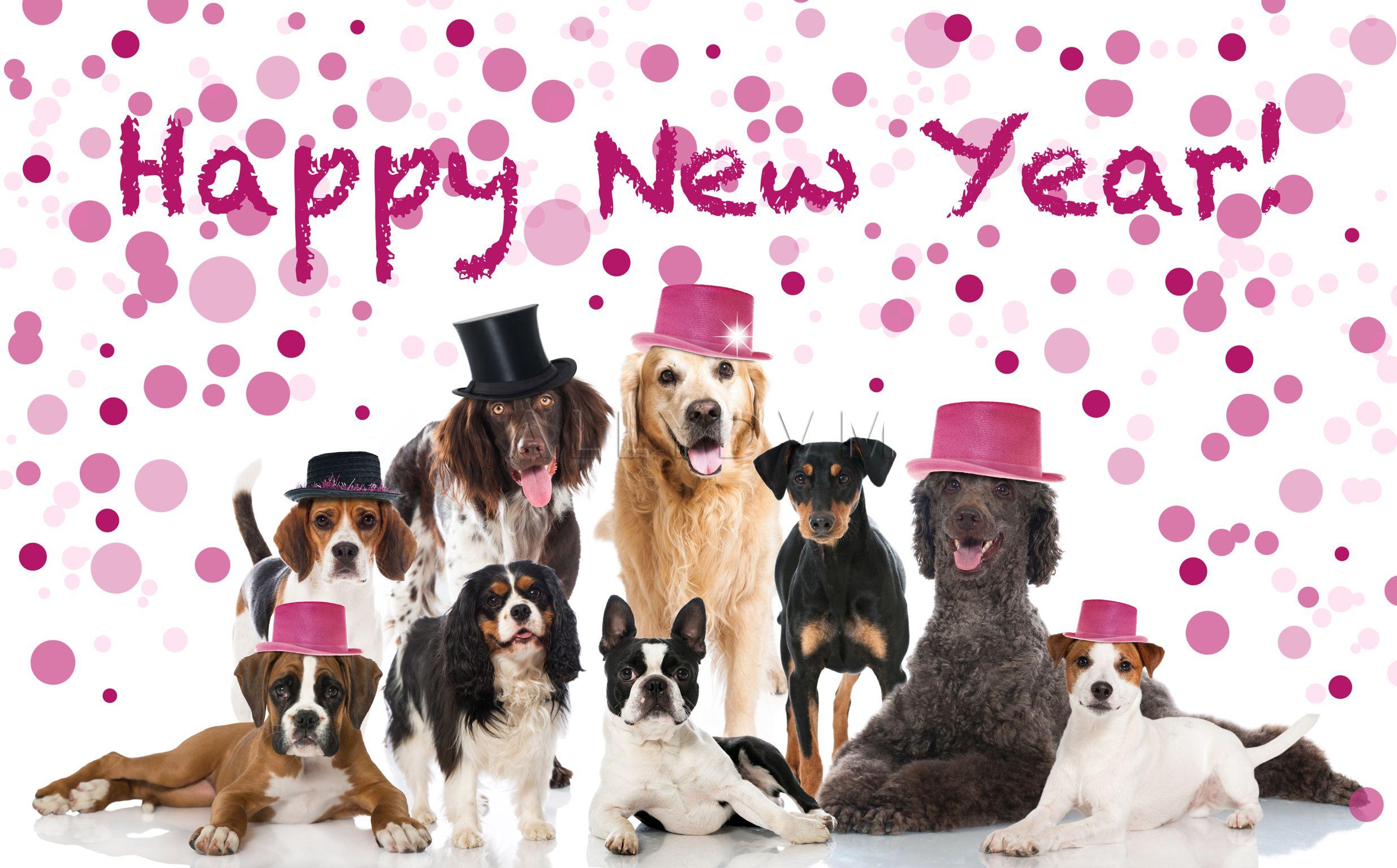 Allydvm On Holiday Happy New Year Dog