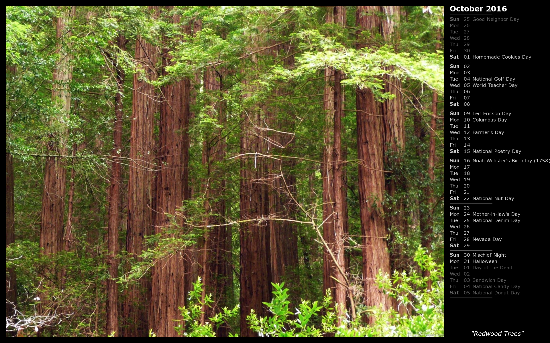 Redwood Trees Wallpaper Nature Tree HD