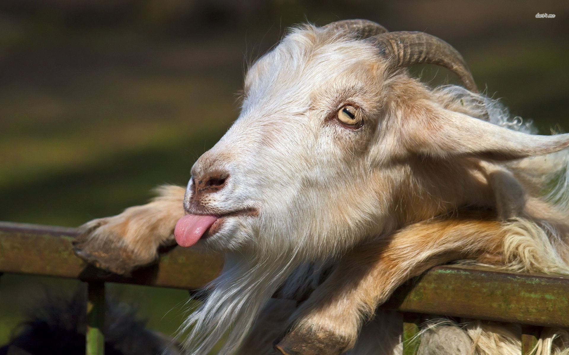 Goofy Goat Wallpaper HD