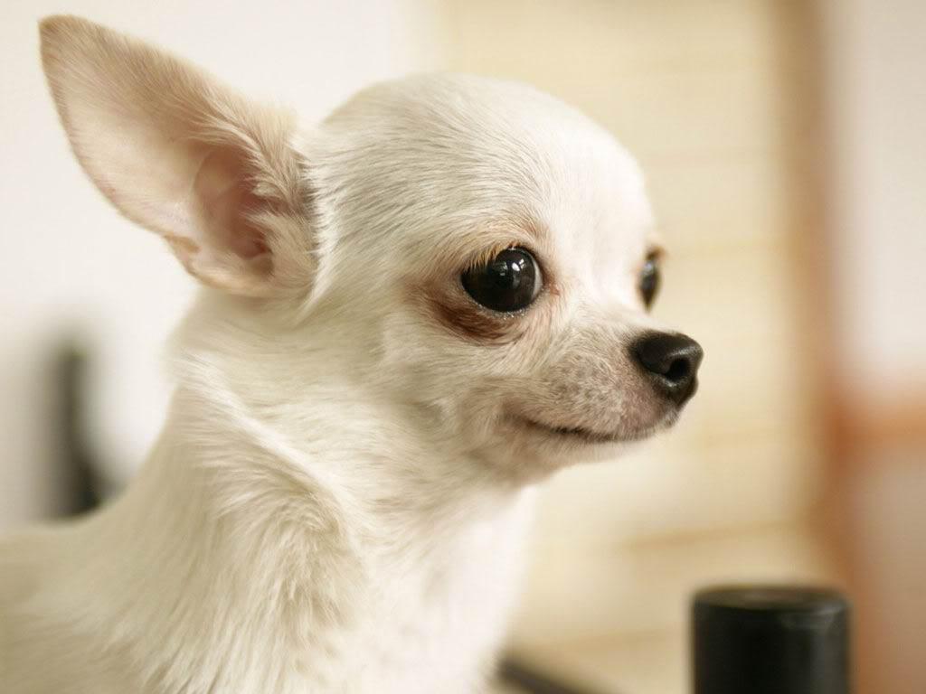 Chihuahua HD Wallpaper