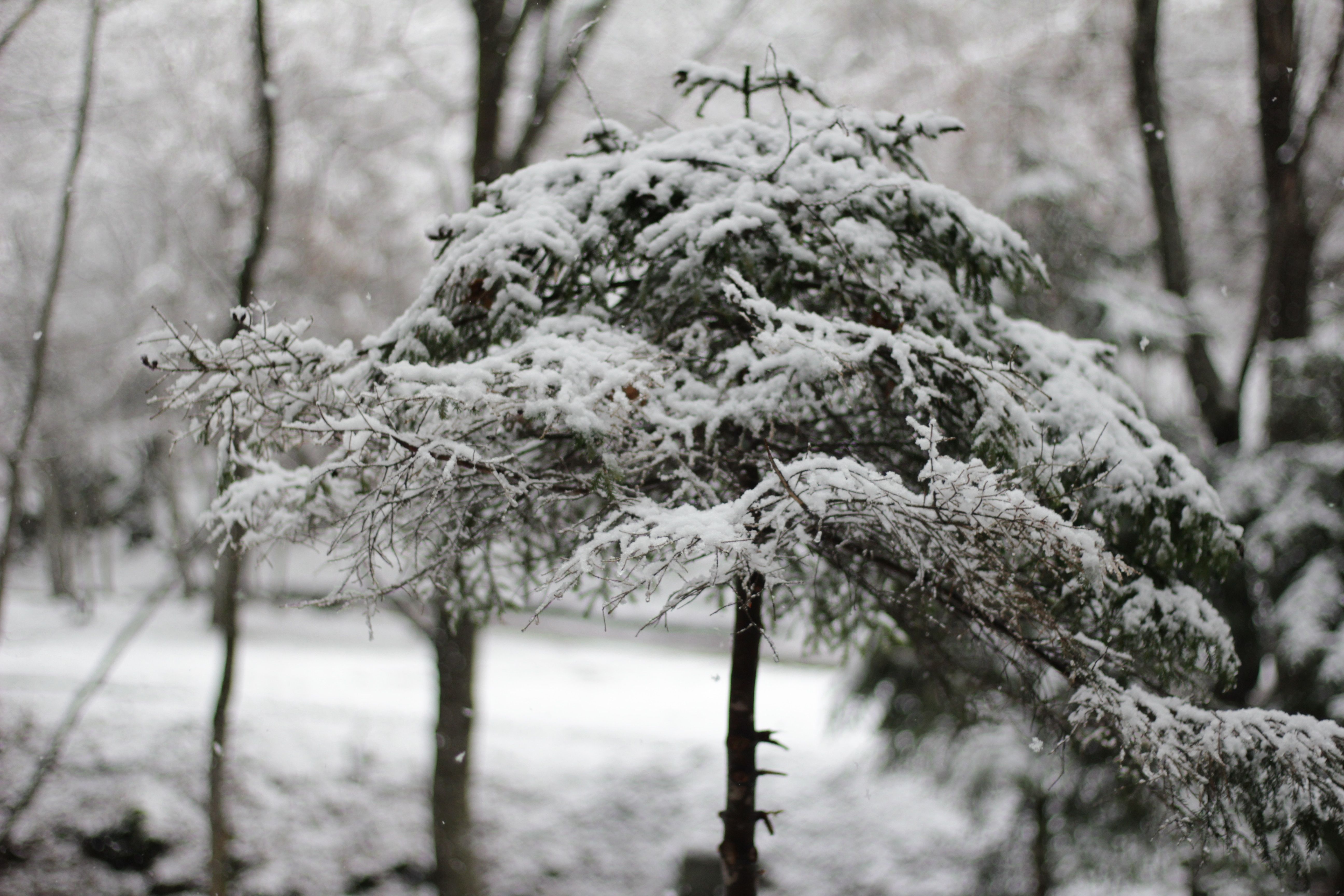 A small evergreen tree covered in freshly fallen snow, with snow-dusted trees and a blurred snowy background