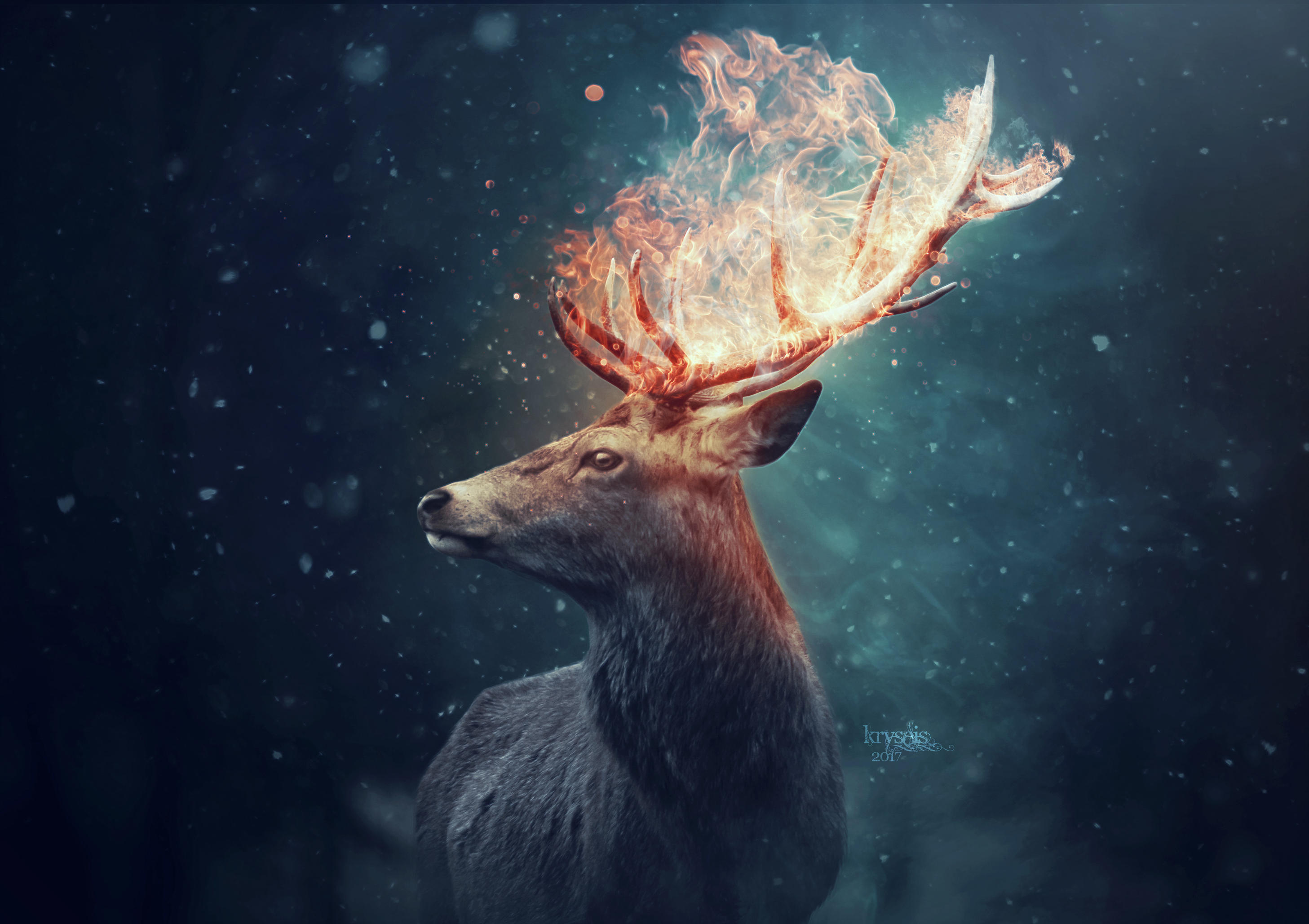 The Deer Wallpaper HD Animals 4k Image Photos And Picture