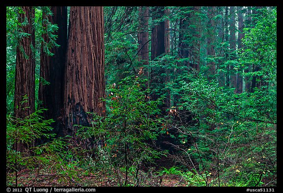 Redwood Forest Wallpaper Large Muir Woods National Monument