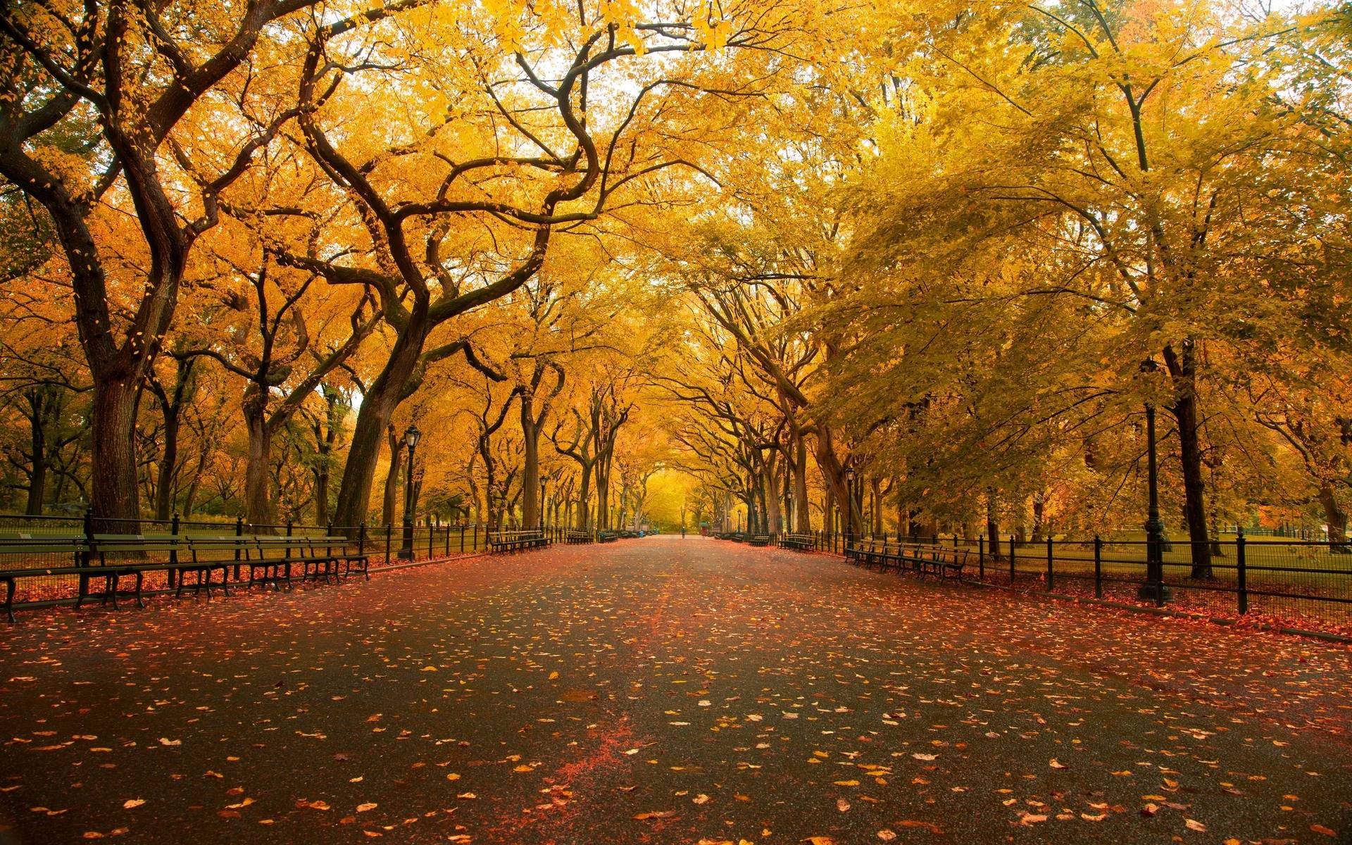 Autumn Garden Road Widescreen HD Wallpaper