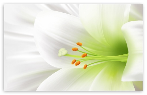 White Lily Easter Flower HD Wallpaper For Standard Fullscreen